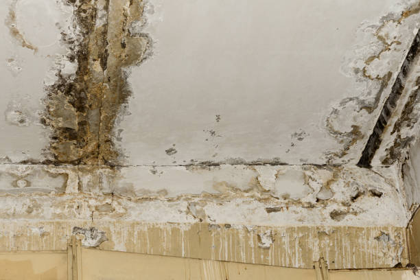 Best Flood Damage  in Ebensburg, PA