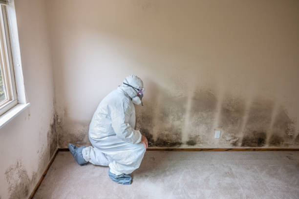 Best Mold Prevention Services  in Ebensburg, PA