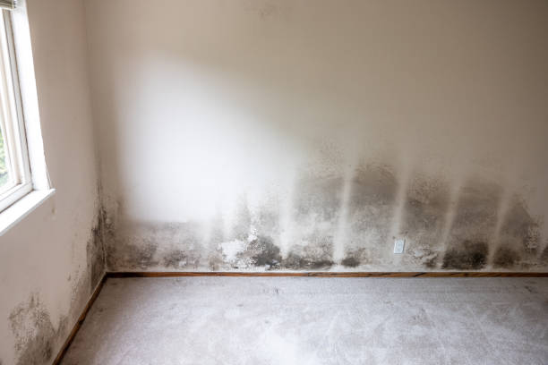Best Black Mold Removal  in Ebensburg, PA