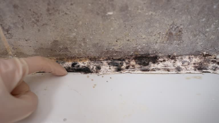 Best Crawl Space Mold Remediation  in Ebensburg, PA